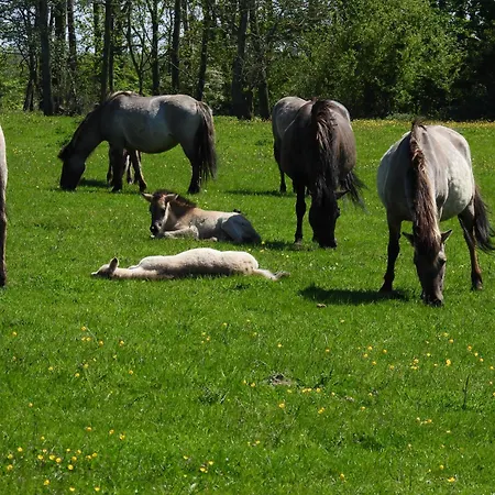 Appartement La Casa Strandweg Steinberg (Schleswig-Holstein)